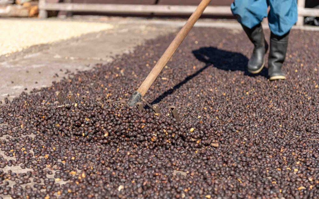 cafés de processamento natural secando em pátio