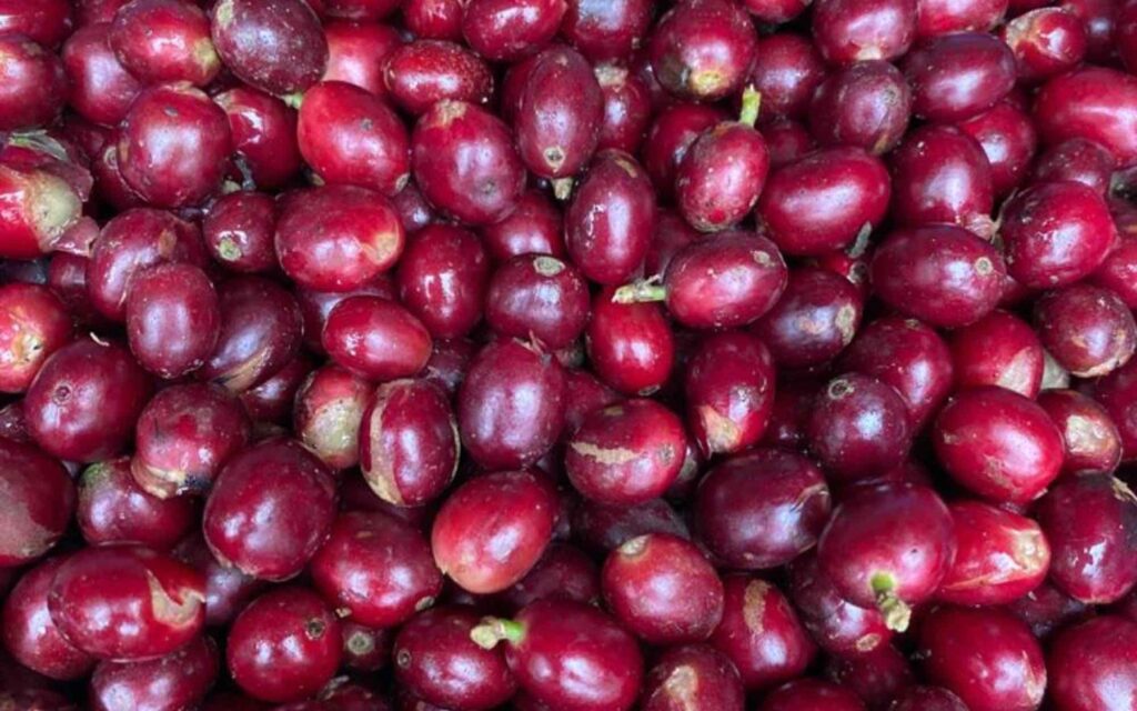 Cerejas de café Typica Mejorado