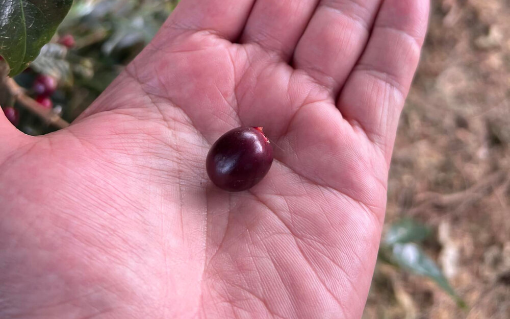 Cereja de café na palma de uma mão